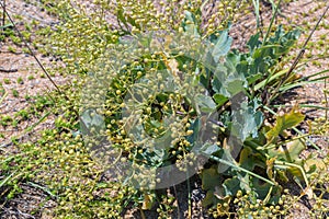 Crambe maritima or sea kale.