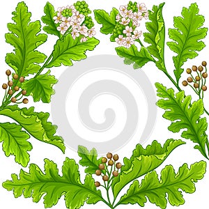 crambe plant frame on white background