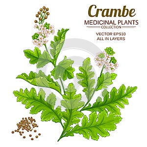 crambe plant illustration on white background