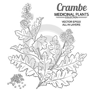crambe plant illustration on white background
