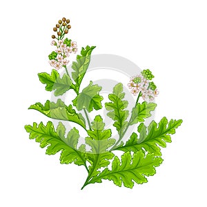 crambe plant isolated colored illustration