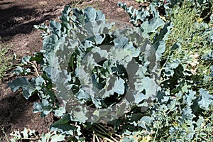 Crambe pontica in the experimental plot