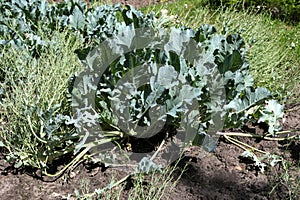 Crambe pontica in the experimental plot