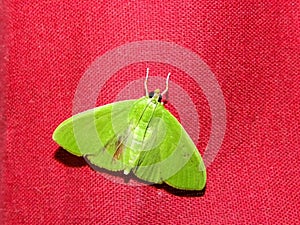 Crambid Snout Moth 4