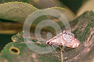 Crambid Snout Moth