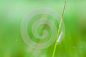 An Crambidae on grass