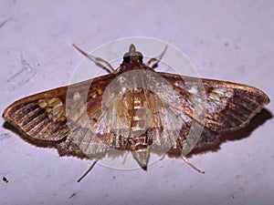 Crambidae moth (grass moth) - Crambinae unknown species