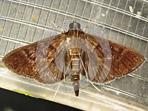 Crambidae moth (grass moth) - Crambinae unknown species