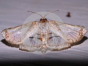 Crambidae moth (grass moth) - Crambinae unknown species