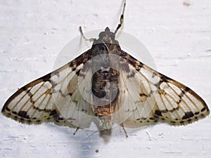 a Crambidae snout moth Crambidae Spilomelinae - Azochis philips species