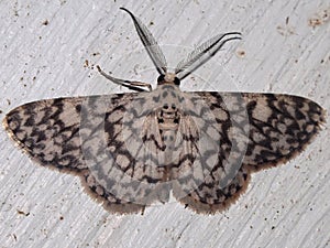 a Crambidae snout moth Crambidae Spilomelinae - Herpetogramma species photo