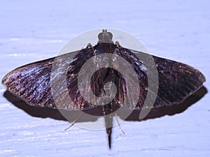 a Crambidae snout moth Crambidae Spilomelinae - Omiodes photo