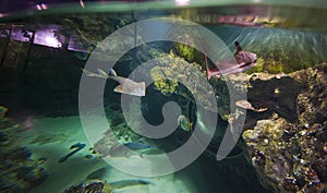 Cramp-fish and Other Aquarium Inhabitants