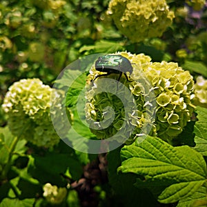 Crampbark flowers in the garden with green beatle