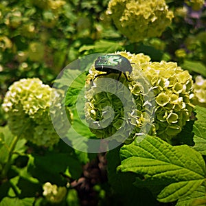 Crampbark flowers in the garden with green beatle photo