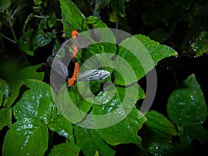 Cran fly mating , Insecta, Diptera, Tipulidae, mating insect photo