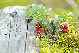 Cranberries photo
