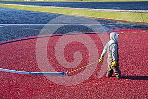 Cranberries photo