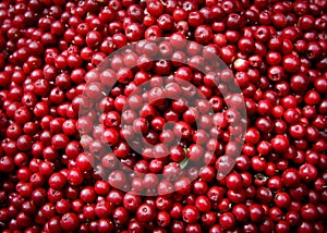 Cranberries photo