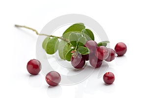 Cranberries photo