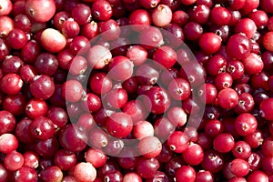 Cranberries