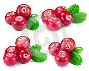 Cranberries collection isolated