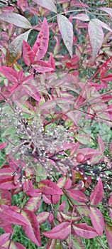 Cranberries flowers leafs