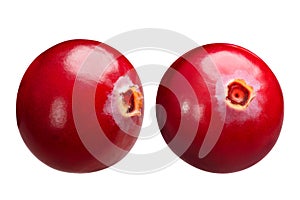 Cranberries v. oxycoccus singles, paths