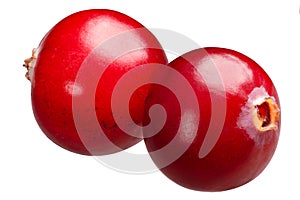 Cranberries v. oxycoccus, paths