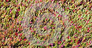 Cranberries ripening in a Washington Cranberry Bog.