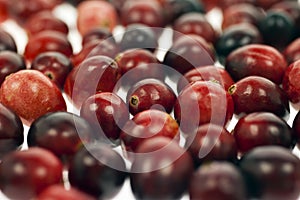 Cranberries - Selective Focus