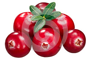 Cranberries v. oxycoccus pile, paths