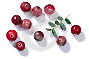 Cranberries v. oxycoccus, paths