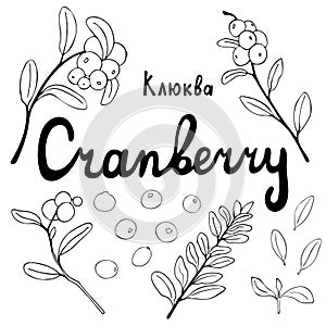 Cranberries vector drawing. Isolated sketch of a branch of a berry on a white background. Summer season. Idea for your design,