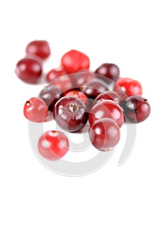 Cranberries on white background - studio shot