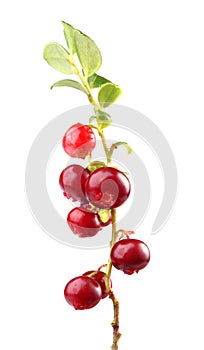 Cranberry photo