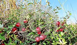 Cranberry