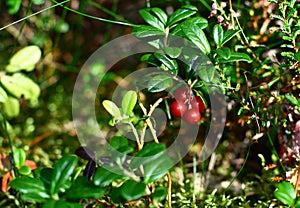 Cranberry photo