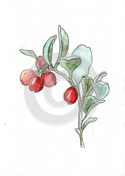 Cranberry