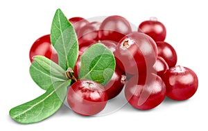 Cranberry