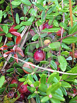 Cranberry