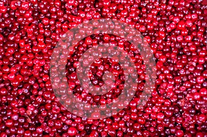 Cranberry. Cranberry background. Cranberries in water. Food background