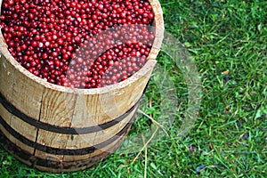 Cranberry in barrel