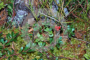 Cranberry berry on the branches of the last autumn