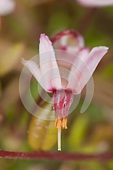 Cranberry blossoms