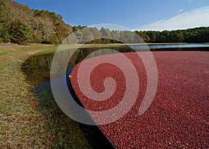 Cranberry bog photo