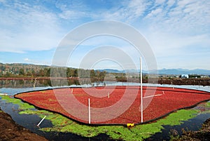 Cranberry bog