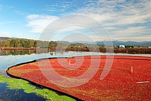 Cranberry bog