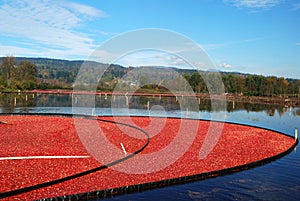 Cranberry bog photo