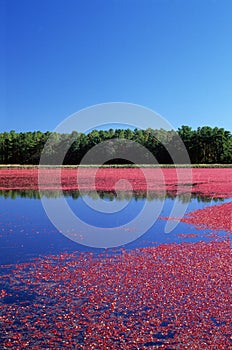 Cranberry Bog